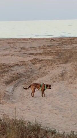 A dog with brown and black fur and a green harness stands on a sandy beach near the ocean. The sand has tire tracks imprinted on it. The sky is overcast and the water appears calm.