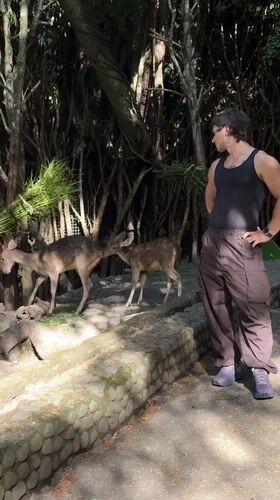 Man observed standing near deer in Sukawati, Indonesia
