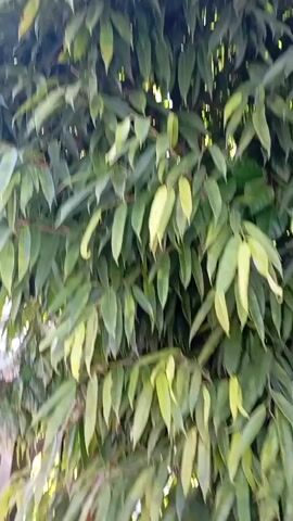 This is a close-up, vertical video of a dense tree canopy. The leaves are elongated and pointed, with some appearing yellow-green and others dark green. The lighting suggests it is daytime, with the sun filtering through the leaves, creating some highlights. The camera is relatively still, with only slight movement, giving the impression of looking directly into the foliage. There are no people or other animals visible. The branches and smaller stems of the tree are also visible, mostly obscured by the abundance of leaves.