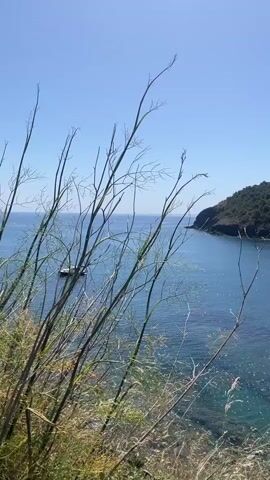 The video pans across a beautiful coastal scene on a clear, sunny day. In the foreground, tall, thin, dry grass and branches sway gently in the breeze. Beyond this, a calm, azure sea stretches out, with sunlight glinting off its surface. A small white boat is anchored in the bay. The coastline curves around the bay, featuring a hill covered in lush green trees. A small harbor or pier is visible on the far side of the bay, with several boats docked. As the camera continues to pan, a beach comes into view, lined with colorful beach umbrellas and people relaxing on the sand. Further along the coast, buildings, likely hotels or apartments, are nestled into the hillside. In the clear, turquoise water near the beach, several people are swimming and enjoying the sea. The overall impression is one of a tranquil and picturesque summer day at a seaside resort.