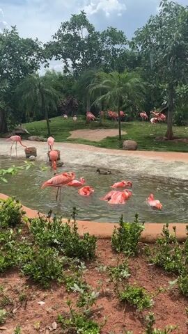 The video shows a flock of bright pink flamingos gathered in and around a shallow pool of water. They are in an outdoor enclosure with lush green trees and vegetation, including palm trees. Some of the flamingos are standing in the water, while others are partially submerged or actively swimming. A few ducklings can be seen swimming among the flamingos. In the background, more flamingos are scattered across a grassy area. The ground in the foreground is covered in red dirt and small green bushes. The sky is cloudy.