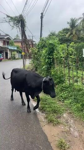 A black cow walks along a wet, paved road. The cow has a metal collar around its neck. There is a patch of grass on the right side of the road, and beyond that, a wooden fence and lush green vegetation. In the background, there are palm trees and other foliage, as well as some buildings. The sky is overcast.