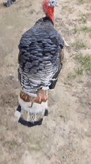Free-ranging turkeys and ducks in rural Serti, Nigeria