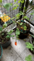 Evening balcony gardening captured in Buenos Aires residential area
