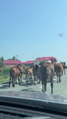 A herd of horses is walking on a paved road in front of a vehicle, obscuring the view of buildings and trees in the background. The sky is clear and blue. The horses are of various brown shades, and some are foals. The vehicle's dashboard and windshield are visible in the foreground.