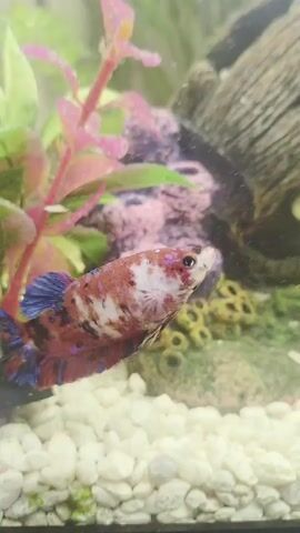 A Betta fish with a multi-colored pattern of red, white, black, and blue swims in an aquarium. The fish is positioned in the center of the frame, angled slightly upwards, with its fins fanned out. In the background, there is a collection of aquarium decorations including a piece of driftwood with a hollow center, artificial pink and green plants, and what appears to be a coral-like decoration with purple accents. The aquarium gravel is light colored. Bubbles rise from the bottom of the tank, obscuring parts of the background and the fish itself at times. The lighting is bright, creating some glare and reflections on the glass.