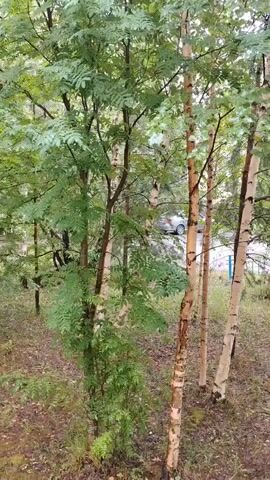 A view from above looks down on a wooded area. A car is visible in the background behind several trees. The ground is covered with fallen leaves and small plants. The lighting suggests it is daytime, possibly overcast.