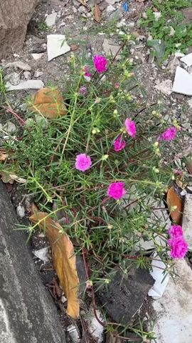 A close-up, slightly shaky, overhead shot of a cluster of bright pink flowers with green, succulent-like leaves growing in a patch of dirt and debris. The plant is in the foreground, with pieces of white debris, gray concrete, and dried brown leaves scattered around it. The flowers are fully bloomed, with multiple petals and appear to be Portulaca or Moss Rose. The overall environment appears to be an outdoor, neglected area.