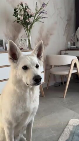 A white German Shepherd is sitting in a room, looking to the right. In the background, there is a dresser with a vase of flowers and a chair. The room is decorated with light-colored wallpaper. The dog appears to be alert and attentive.