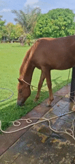 Tethered horse grazing and getting attention in Vallecito, Venezuela