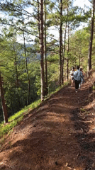 Night forest walk captured on pine trail in Da Lat