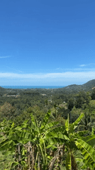 Tropical landscape with banana plants filmed on Ko Samui