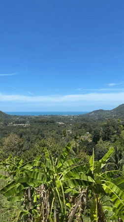 Tropical landscape with banana plants filmed on Ko Samui