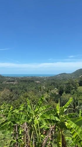 Tropical landscape with banana plants filmed on Ko Samui