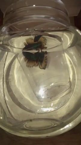 A close-up shot from above shows two betta fish inside a glass jar. One fish is predominantly green with some gold fins, while the other is mostly blue with gold fins. They are swimming around a clear plastic cup that has been placed in the jar. The water is clear, and the lighting creates reflections and shadows on the glass. The fish are the main subjects of the video, and their movements are captured in slow motion.