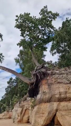 The video shows a tree with exposed roots growing on a cliff face overlooking a beach. The tree's roots are visible, clinging to the sandy soil of the cliff. The cliff face has erosion patterns and some writing carved into it. In the background, there is a body of water, likely the sea, with waves. There are a few people visible on the beach in the distance, and trees line the top of the cliff. The sky is partly cloudy. The camera pans and zooms to capture different angles of the tree and its precarious perch.