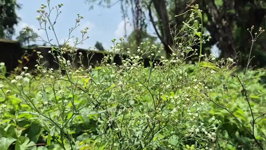 The video shows a close-up shot of a dense cluster of small, white flowers with green stems and leaves, likely a type of weed. The flowers are delicate and numerous, creating a soft, airy appearance. They are positioned in the foreground, filling most of the frame. The background is blurred, suggesting a shallow depth of field, but hints at a natural outdoor environment with hints of greenery, trees, and a bright sky, possibly with some clouds. The camera is static, and the lighting appears to be natural daylight, casting soft shadows and highlighting the textures of the plants. There are no people or animals visible in the frame. The overall impression is one of natural abundance and delicate beauty in an outdoor setting.