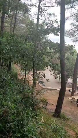 The video pans across a wooded area with a clearing containing picnic tables. There are several people scattered throughout the clearing, some sitting at tables and others walking. The ground is covered in dirt and gravel. The trees are tall and coniferous, with some deciduous trees mixed in. The sky is overcast.