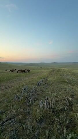 The video shows a wide, grassy plain under a pale blue sky with subtle pink and orange hues near the horizon, indicating either sunrise or sunset. In the mid-ground, a herd of several horses grazes peacefully. The foreground is dominated by rocky terrain with sparse vegetation. The camera pans slowly across the landscape, capturing the expansive and serene natural environment. There are no people visible in the video.