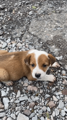 Puppy rests on gravel in Gyumri, Armenia