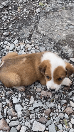 Puppy rests on gravel in Gyumri, Armenia