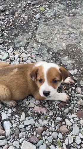 Puppy rests on gravel in Gyumri, Armenia