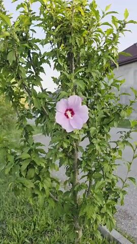 The video shows a close-up of a light pink hibiscus flower with a deep pink center. The flower is on a green bush with several buds. The background is blurred, but suggests an outdoor setting with some greenery and possibly a building. The video appears to be a zoom-in on the flower.