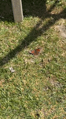 Peacock butterfly spotted resting on grass in East Suffolk
