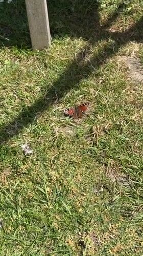 Peacock butterfly spotted resting on grass in East Suffolk