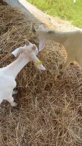 Two young white goats are in a barn with piles of hay. One goat is standing and nudging the other. A third goat walks into view from the left. The goats have yellow ear tags. The scene is outdoors with greenery visible in the background.