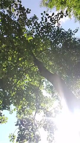 The video shows a low-angle shot looking up through the leaves of a tree towards the sky. The sun is shining brightly, creating lens flares and a bright white glow that obscures much of the sky. The leaves of the tree are green and appear lush, with sunlight filtering through them. Towards the bottom left of the frame, a portion of a roof is visible, suggesting the presence of a building nearby. The camera is slightly shaky, indicating it might be handheld. There are no people or specific actions depicted in the video, only the natural environment.