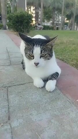 This media file features a close-up shot of a black and white cat lying on a paved walkway with a grassy area and palm trees in the background. The cat is the primary subject, with its face and front paws clearly visible. It appears to be in a relaxed or watchful posture.

The setting is an outdoor public space, likely a park or promenade, given the presence of paved paths, grass, trees, and what appears to be a building in the distance. The lighting suggests it might be late afternoon or early evening, as the sun is low, casting a warm glow. The presence of people in the background, though blurred and indistinct, indicates a populated area.

The cat has distinctive markings, with black patches on its head and back, and grey tabby stripes on its legs. Its eyes are a striking green. The cat seems to be the focus of attention, and the camera angle is low, at the cat's eye level, giving the viewer a personal perspective.

At around 00:02, the cat emits a meow. The media file captures the cat's movements as it shifts its position, lifting a paw and looking to the side, suggesting it may be interacting with the person filming or reacting to its environment. A blurry white object, possibly another animal or a person's hand, enters the frame briefly on the right side around 00:03, momentarily obscuring the cat.

The location is identified as Yenişehir, Turkey. There is no visible text within the media file itself. The overall mood is calm and observational, focusing on the feline subject in its natural or semi-natural environment.