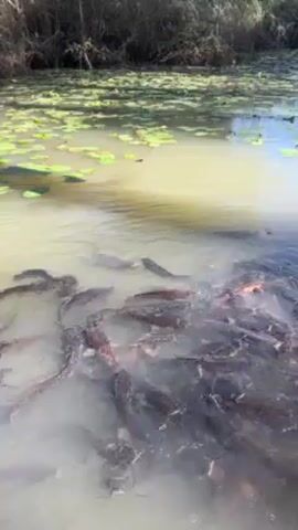 The video shows a large group of dark-colored fish swimming in a body of murky water, gathered near a tree trunk on the water's edge. Lily pads float on the water's surface in the background. The fish are close together, creating a dense mass in the water. The camera shifts slightly, revealing more of the surrounding environment, including the tree and the vegetation on the far bank of the water. A child can be heard speaking in the background.