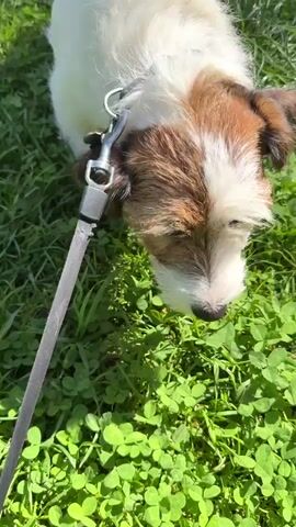 The video shows a close-up shot of a dog with white and brown fur on a leash, sniffing the grass. The dog is wearing a collar. The background is a grassy area with green clover. The camera angle shifts to a wider view, showing the dog walking away from the camera on the leash. The sunlight is casting shadows on the grass.