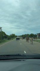 Cows cross road in Lunugamvehera, Sri Lanka