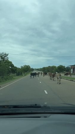 Cows cross road in Lunugamvehera, Sri Lanka