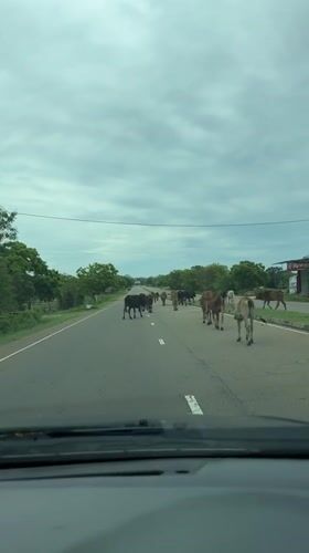 Cows cross road in Lunugamvehera, Sri Lanka