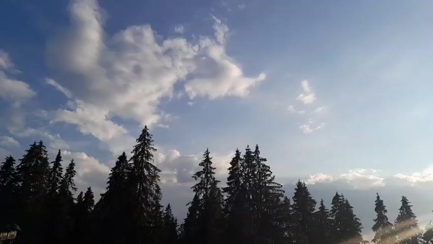 The video captures a silhouetted forest of tall evergreen trees against a bright blue sky with scattered white clouds. The sun appears to be setting or rising, casting a warm glow and creating lens flare on the right side of the frame. The perspective is looking upwards from below the tree line, emphasizing the height of the trees and the expanse of the sky. There are no people or visible signs of human activity within the frame. The environment appears to be a natural, wooded area.
