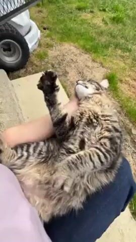 The video shows a person holding a tabby cat. The cat is lying on its back in the person's lap, and the person is scratching the cat's neck and chest. The cat has its paw raised in the air and seems relaxed. The person is wearing a lavender-colored shirt and dark blue pants. They are sitting on a concrete step in a grassy area outside. A small wagon with a white bucket in it is visible in the background. The cat eventually turns its head and looks at the camera.