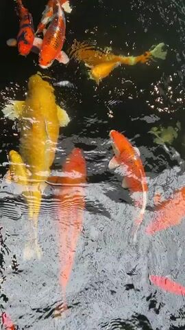 A school of koi fish swims in a pond. The fish are various colors, including orange, yellow, white, and pink. The water is dark and reflects the fish, creating an abstract pattern. The video is shot from above, looking down into the water.