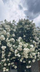 White roses in full bloom documented in Lozarevo, Bulgaria