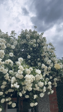 White roses in full bloom documented in Lozarevo, Bulgaria