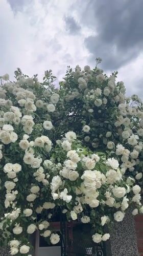 White roses in full bloom documented in Lozarevo, Bulgaria