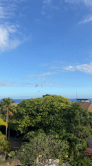 Paragliders spotted over suburban coastal area with ocean views