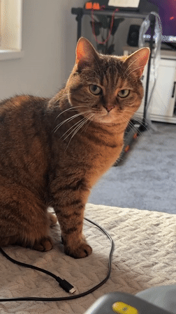 Tabby cat lounging around the house