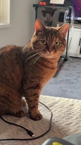 Tabby cat lounging around the house