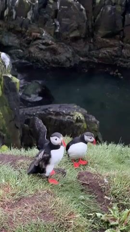 Two Atlantic puffins stand on a grassy cliff edge in Bakkagerði, Iceland. The puffins have distinctive black and white plumage, bright orange webbed feet, and colorful beaks. In the background, dark, rugged cliffs descend to a calm, dark body of water, likely a sea cove. Initially, the puffin on the left briefly flaps its wings before settling. Both birds then stand still, appearing calm and observant, facing slightly towards the right. The lighting suggests it is daytime, possibly overcast. No text is visible.