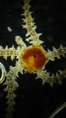 Brittle star captured on video in Portugal waters