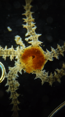 Brittle star captured on video in Portugal waters
