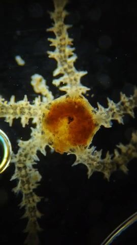 The video shows a close-up view of a brittle star against a dark background. The brittle star has a central disc that is orange and brown and five spiky arms that are tan and white. The camera zooms in to highlight the details of the arms, which have small spines along their length.